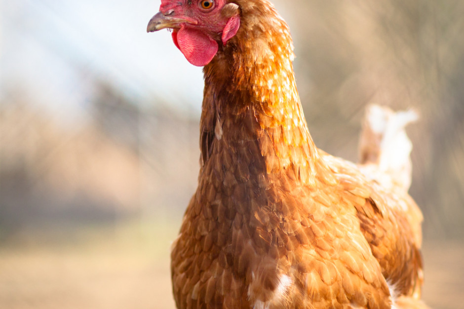 Fot. Shutterstock Rabobank: marże producentów drobiu będą się poprawiać