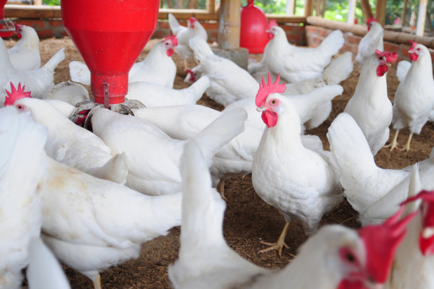 Fot. Shutterstock Francja: Nowe przypadki ptasiej grypy