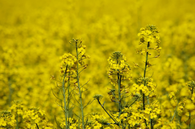 fot. shutterstock Notowania rzepaku w UE wciąż z tendencją spadkową