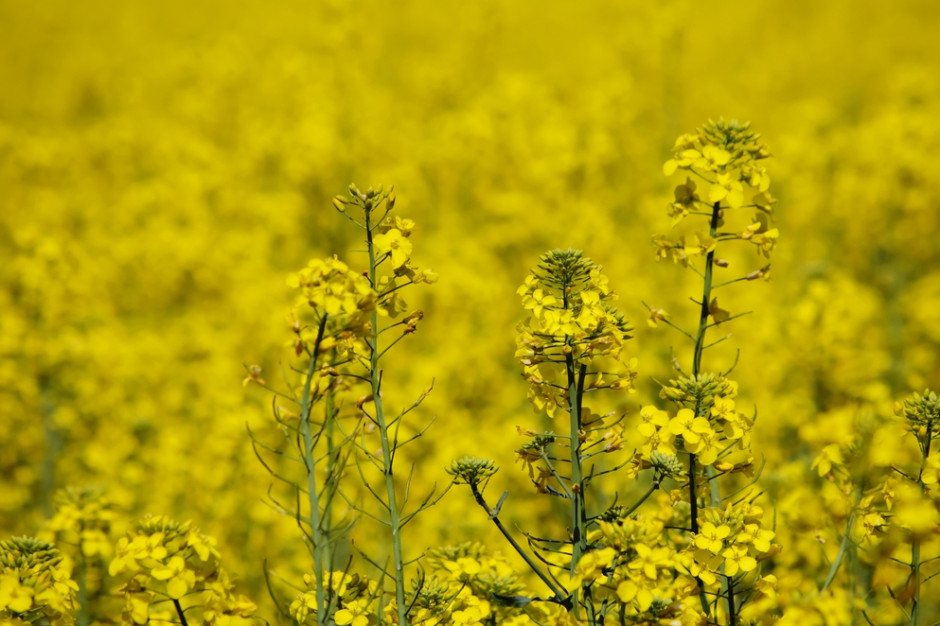 fot. shutterstock Notowania rzepaku w UE wciąż z tendencją spadkową
