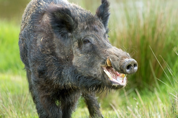 Fot. Shutterstock Sejmowe komisje za zmianą w sposobie szacowania szkód łowieckich