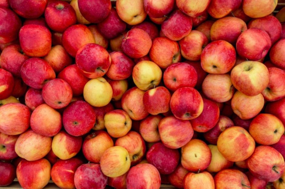 Czy sadownikom uda się zagospodarować sporą nadwyżkę jabłek?