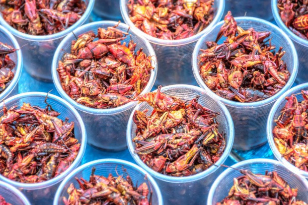 fot. shutterstock Hodowla świerszczy może być bardziej opłacalna od produkcji drobiu?
