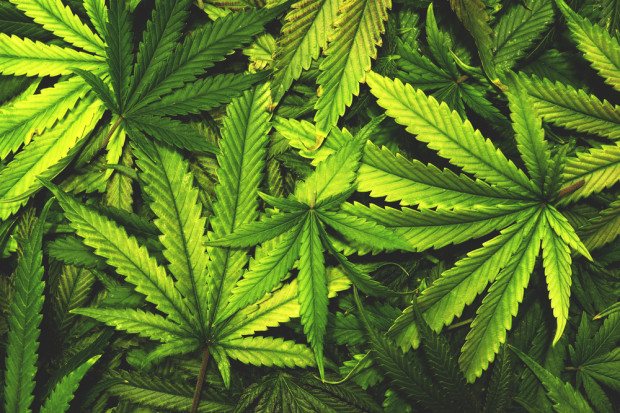 Do legalizacji upraw marihuany do celów rekreacyjnych droga daleka. fot. shutterstock Wolne Konopie: Chcemy żeby marihuanę można było uprawiać w ogródku
