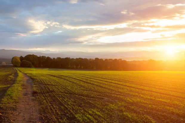 fot. shutterstock Raport IERiGŻ: W lutym gorsze rynkowe uwarunkowania produkcji rolniczej