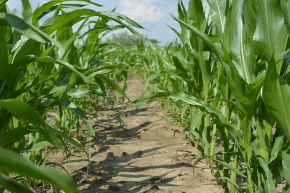 fot.Farmer.pl 19 krajów Unii wprowadziło zakaz uprawy GMO