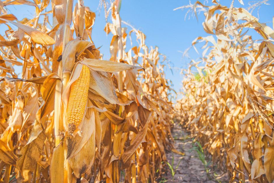 Zboża: spadają zbiory pszenicy, rosną kukurydzy 