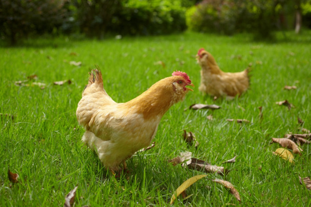 Fot. Shutterstock Polski drób podbija kolejne rynki