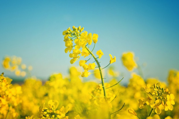 fot. shutterstock.com Perspektywa wzrostu cen ropy pozytywna dla cen rzepaku