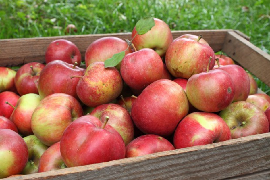 Rosja zniszczyła 700 ton polskich jabłek