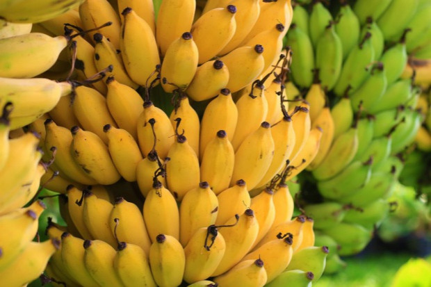 fot. shutterstock Boa dusiciel w kartonie z bananami w supermarkecie