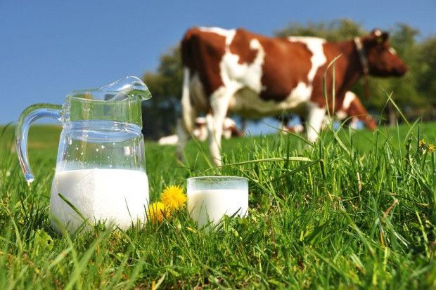 Rentowność produkcji mleka: Jak ją podnieść? Fot. shutterstock Rentowność produkcji mleka: Jak ją podnieść?