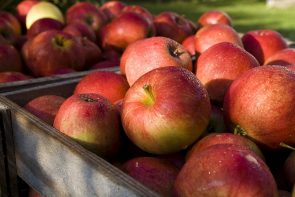 Spadają ceny jabłek przemysłowych na Mazowszu
