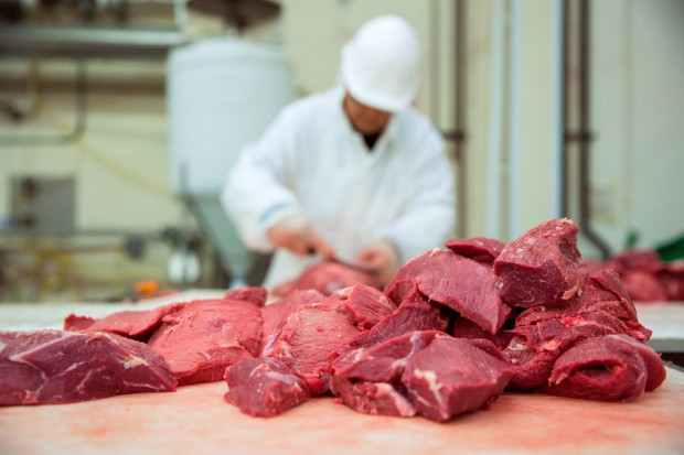 Klasyfikator tusz w zakładach mięsnych powinien być niezależny. Fot. shutterstock Klasyfikacja tusz w zakładach mięsnych powinna być niezależna
