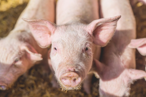 fot. shutterstock KE znosi strefę zagrożenia ASF w Polsce