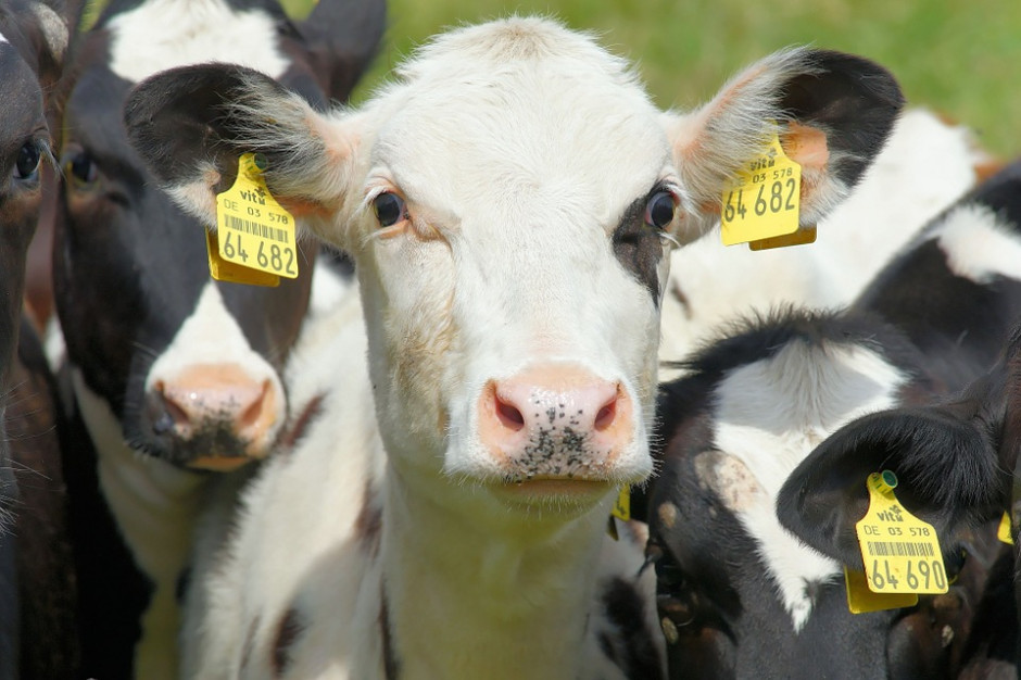 Włoscy rolnicy protestują przeciwko niskim cenom skupu mleka