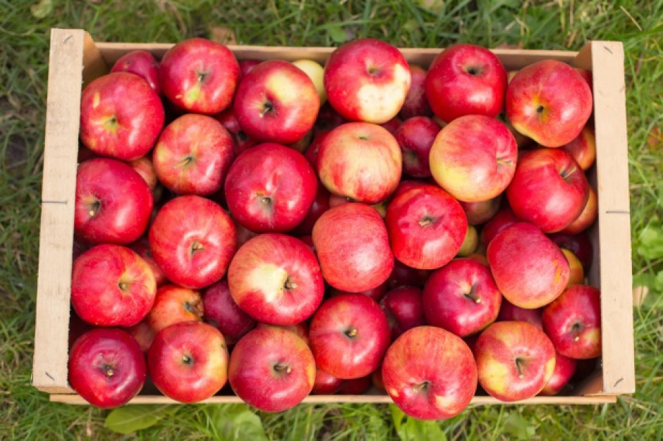 Związek Sadowników RP przygotowuje dwie kampanie promujące jabłka