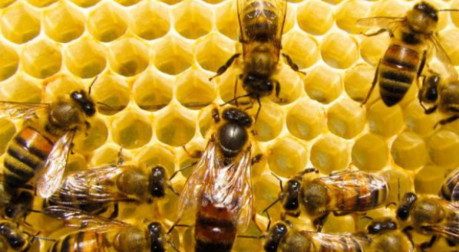Większa świadomość Roli Pszczół W Przyrodzie Dzięki Projektowi O Bartnictwie 5411