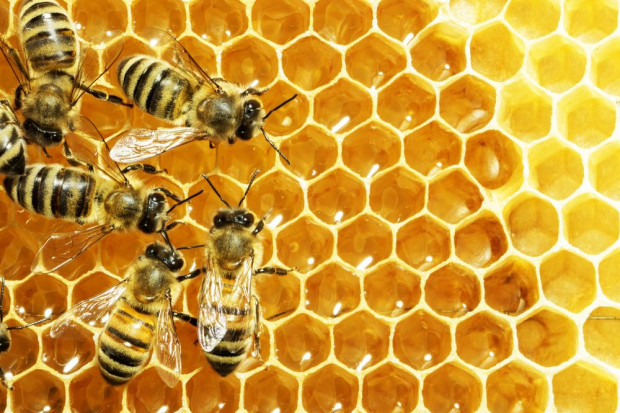 Włoski pszczelarz oferuje nagrodę za odzyskanie skradzionych pszczół. Fot. shutterstock Włoski pszczelarz oferuje nagrodę za odzyskanie skradzionych pszczół