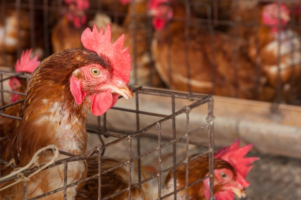 Fot. Shutterstock Polski drób szuka nowych rynków. Dobre perspektywy dla producentów