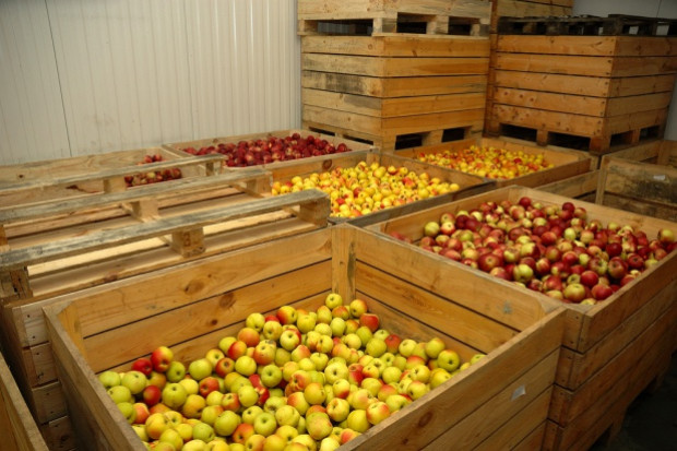 Na jabłkach pojawia się oparzelizna powierzchniowa; fot. shutterstock.com Niska jakość jabłek. Sadownicy zmagają się chorobą przechowalniczą