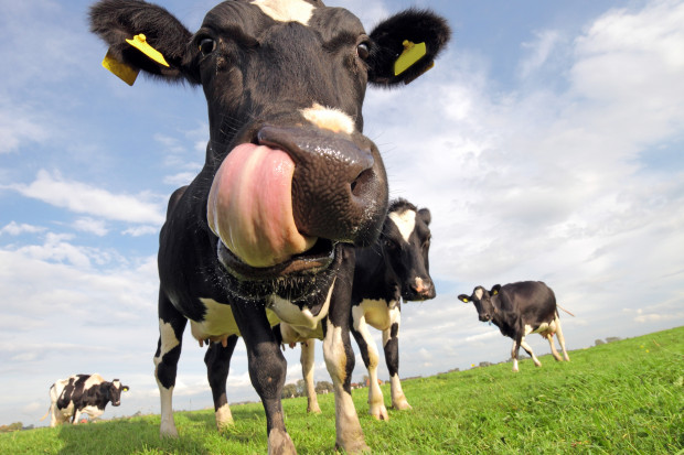 fot. Fotolia Francja bez statusu kraju „niskiego ryzyka zagrożenia” BSE