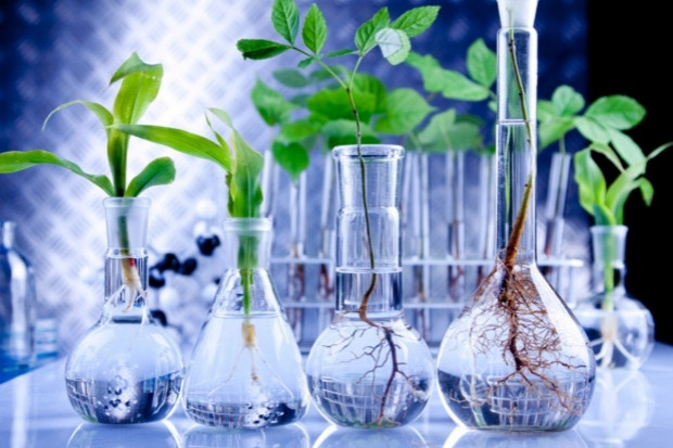 fot. Fotolia Spada powierzchnia upraw roślin GMO na świecie