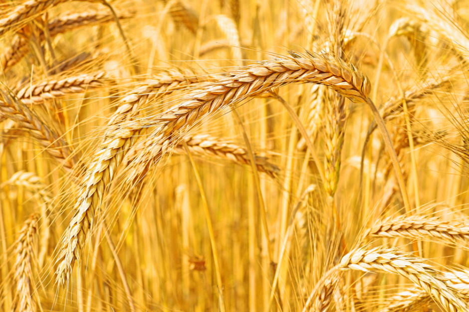 Fot. Shutterstock ARR: Zbiory zbóż na poziomie 28-29 mln ton