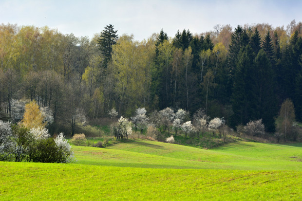 fot. shutterstock Lasy Państwowe chcą handlować emisjami CO2 pochłoniętymi przez lasy