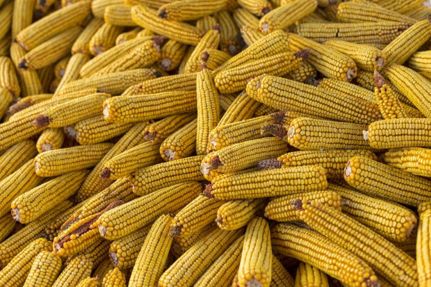 Brazylia czasowo rezygnuje z cła na kukurydzę. Fot. shutterstock Brazylia czasowo rezygnuje z cła na kukurydzę