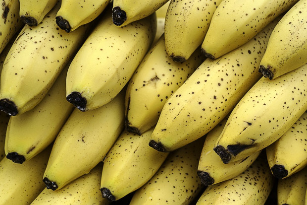 fot. pixabay.com Plantacje bananów zagrożone. Powraca groźna choroba grzybowa