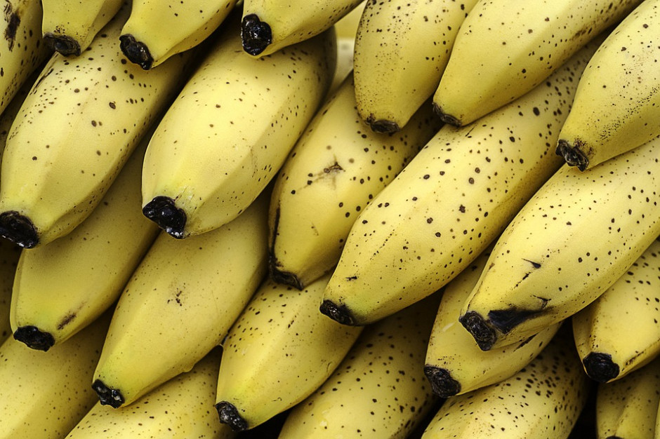 fot. pixabay.com Plantacje bananów zagrożone. Powraca groźna choroba grzybowa