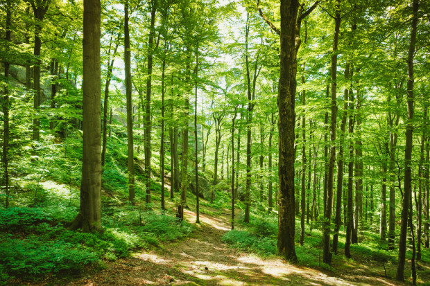 Fot. Shutterstock Skarb Państwa z prawem pierwokupu gruntów leśnych - wchodzi w życie ustawa