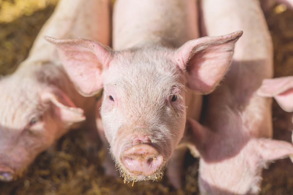 Rosja odpiera unijne zarzuty ws. zakazu importu wieprzowiny