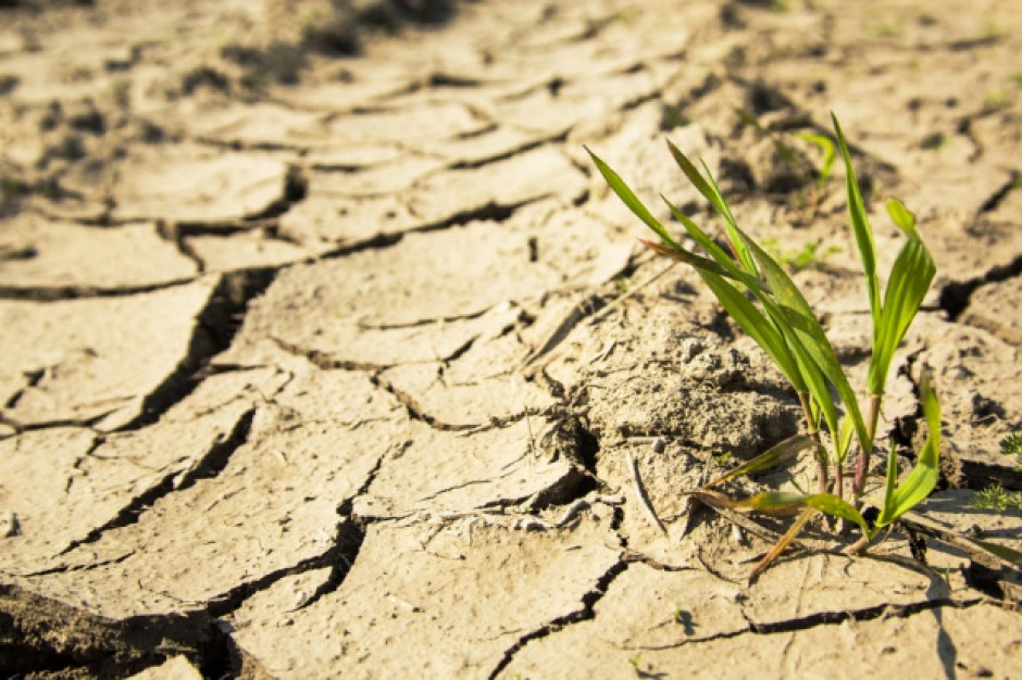 fot. Shutterstock Unikatowy projekt adaptacji do zmian klimatu m.in. przeciw skutkom suszy