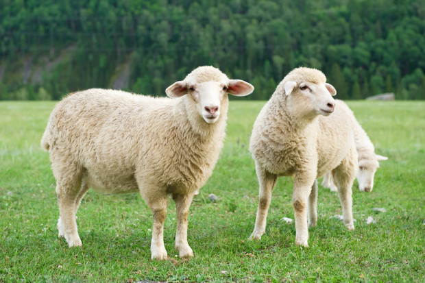 Fot. Shutterstock Rośnie import mięsa owczego i koziego do UE