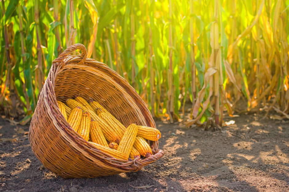 Na Euronext kukurydza droższa od pszenicy
