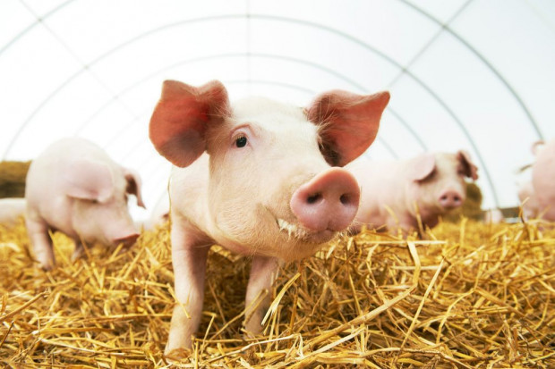 fot. shutterstock.com ARiMR: 3 mld zł na inwestycje w produkcję zwierzęcą i w gospodarstwach rolnych