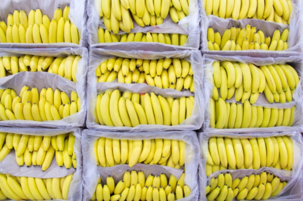 fot. shutterstock Belgia i Wielka Brytania największymi unijnymi importerami bananów