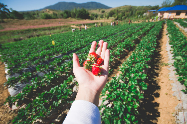 fot. shutterstock Sadownicy obawiają się programu