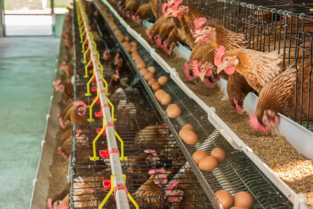 Fot. Shutterstock Pracownicy ferm drobiu w USA muszą chodzić w pieluchach. Na czarnej liście m.in. Tyson Foods