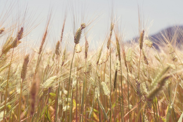 fot. shutterstock Polskie zboże podbija Afrykę