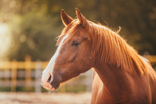 Fot. Shutterstock 1200 weterynarzy podpisało list przeciwko wysyłaniu koni do japońskich rzeźni