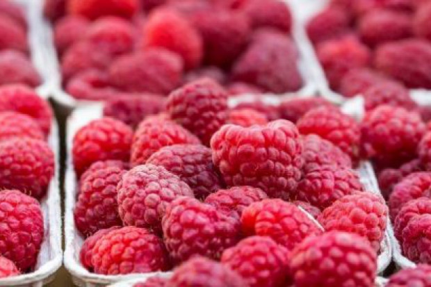 fot. shutterstock Serbia: Atak zimy to katastrofa dla plantacji malin