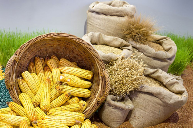 Fot. shutterstock GUS: W kwietniu spadek cen większości produktów rolnych