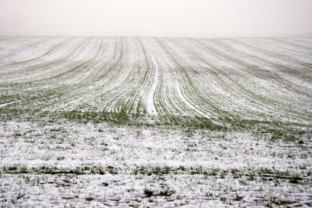 fot. shutterstock MRiRW: 21,5 tys. gospodarstw poniosło straty z powodu złego przezimowania upraw