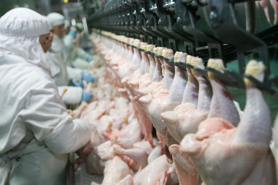 Spada opłacalność produkcji drobiu; fot. shutterstock.com Spada opłacalność produkcji drobiu. Mamy nadprodukcję