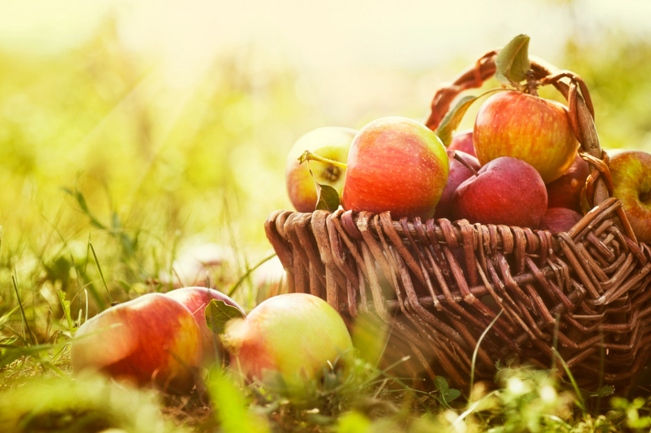 Rośnie eksport polskich jabłek poza UE 
