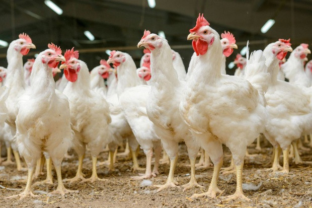 fot. Shutterstock Kosmiczna dynamika polskiego drobiu