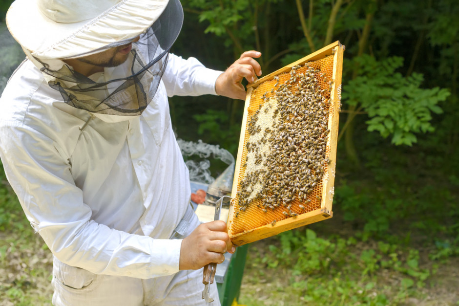 fot. shutterstock Podkarpackie: W nadleśnictwie Rymanów powstanie las pszczelarski